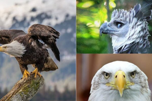 Most Handsome Eagles in the World