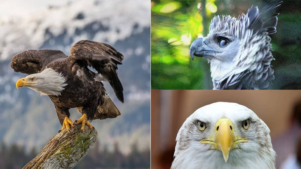 Most Handsome Eagles in the World