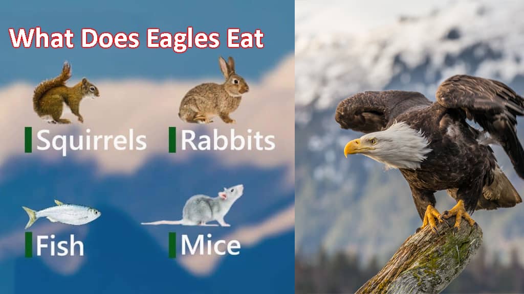 What Does Eagles Eat