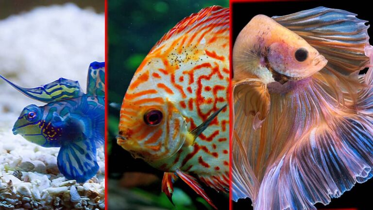 most beautiful fish in the world (1)