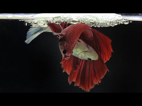 most beautiful fish in the world (1)