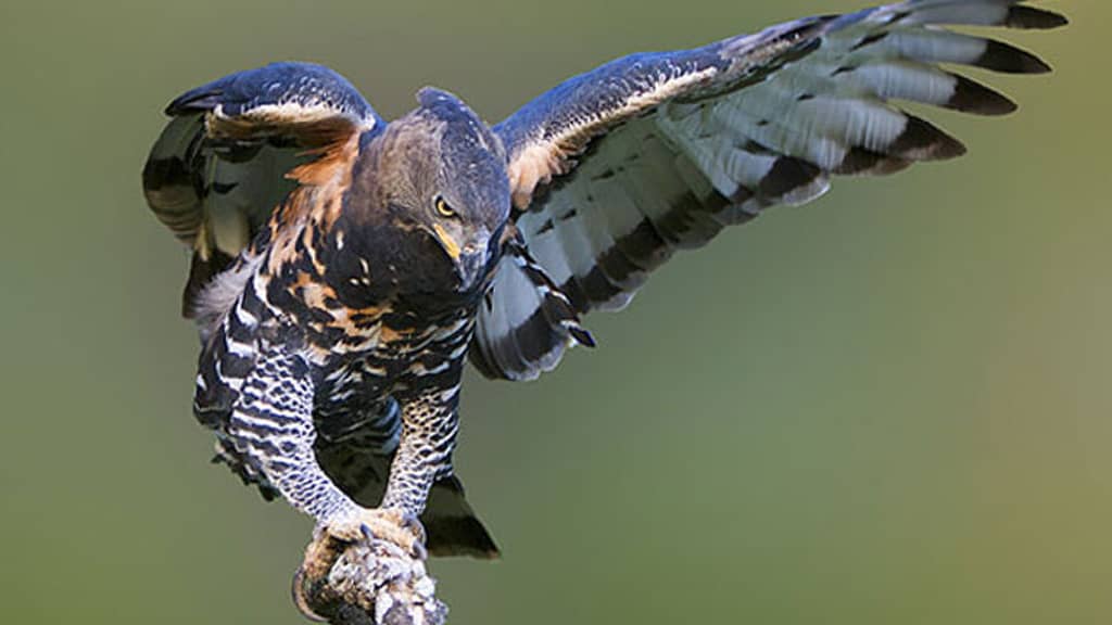 African Crowned Eagle - Fastest Sky Animal in the World, fastest animal in the sky