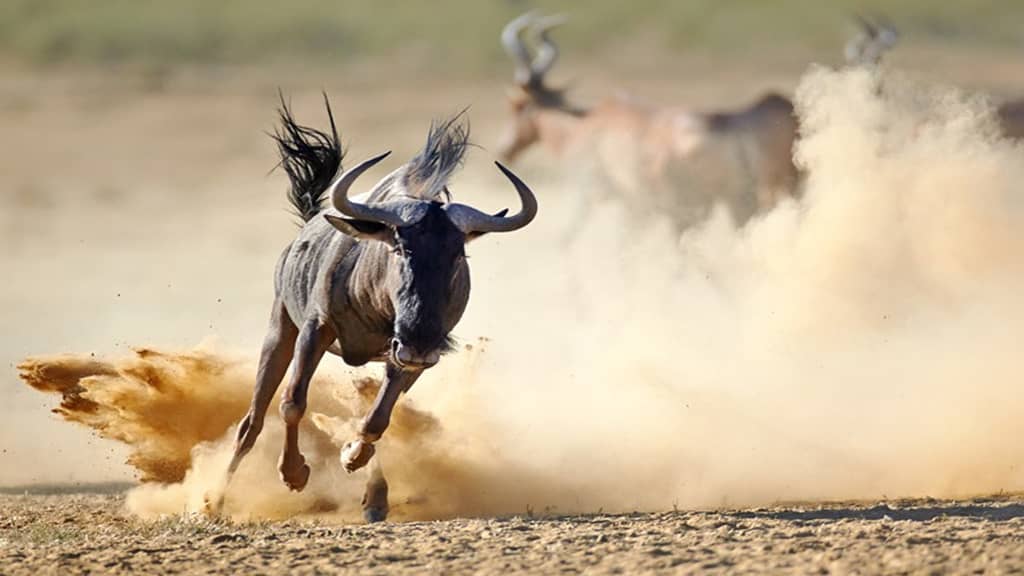 Blue Wildebeest What Is The Fastest Animal In The World