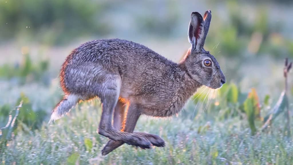 Brown Hare - What Is The Fastest Animal In The World