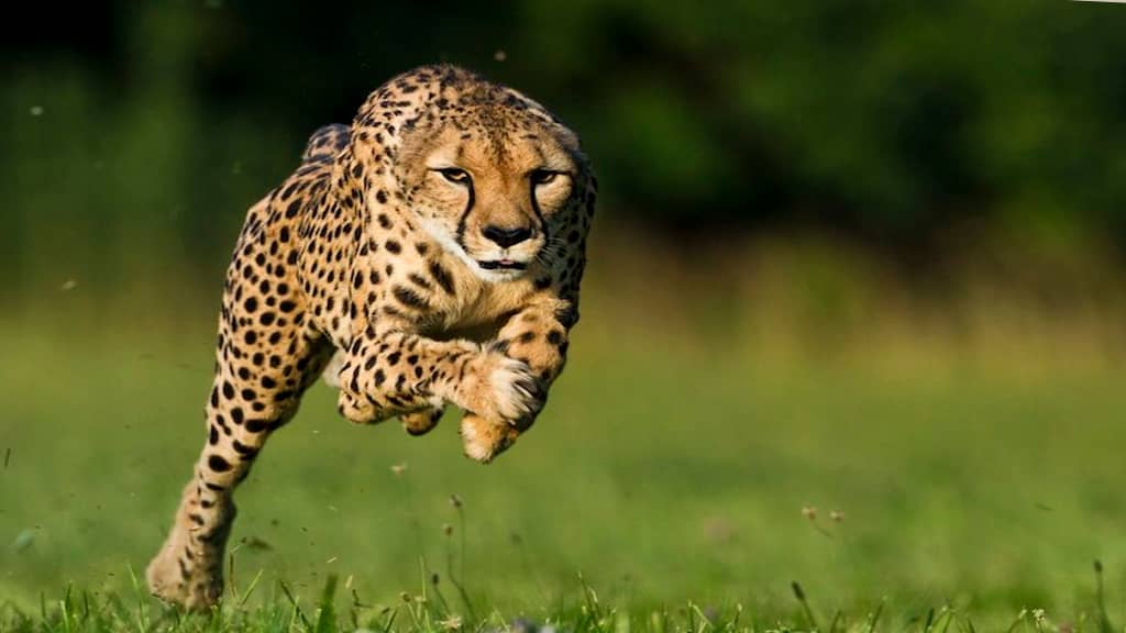 Cheetah-fastest land animal in the world
