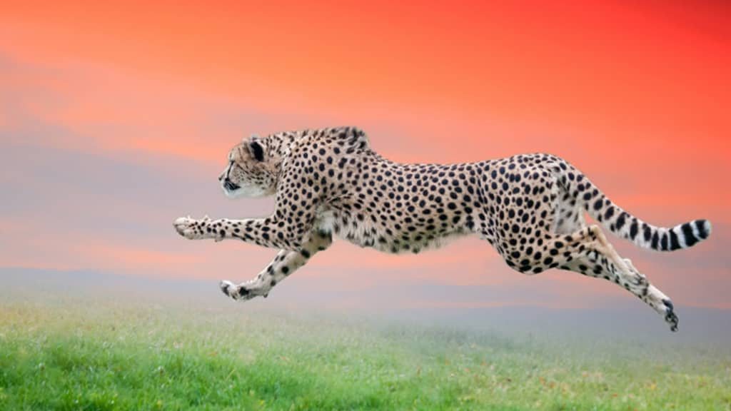 Cheetah What Is The Fastest Animal In The World