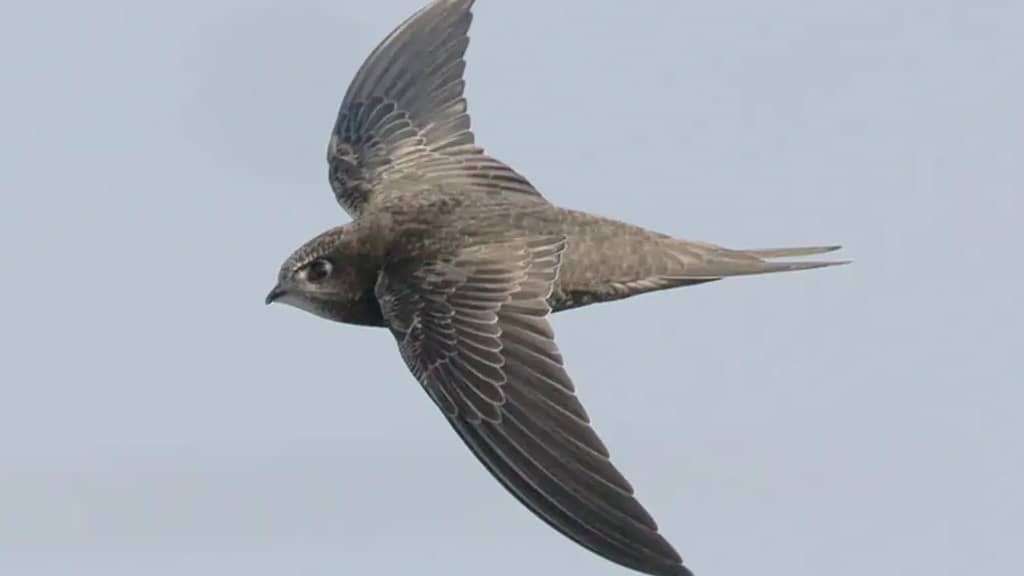 Common Swift flying - Fastest Sky Animal in the World, fastest animal in the sky