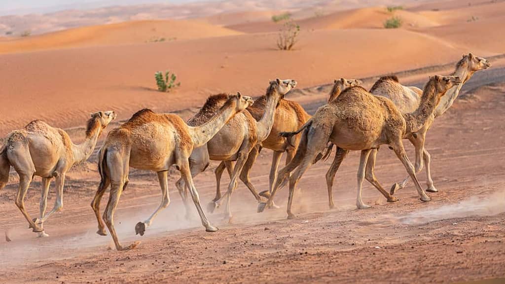 Dromedary camel- fastest land animal in the world
