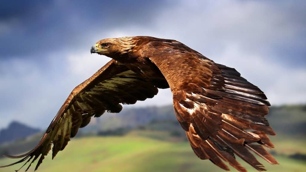 Golden Eagle flying -Fastest Sky Animal in the World, fastest animal in the sky