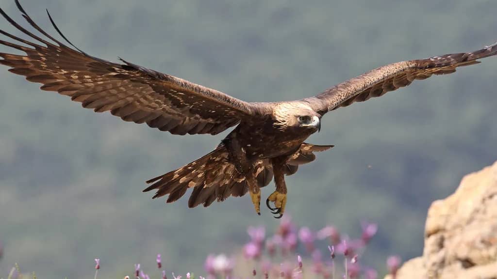 Golden Eagle speed - fastest animal in the world