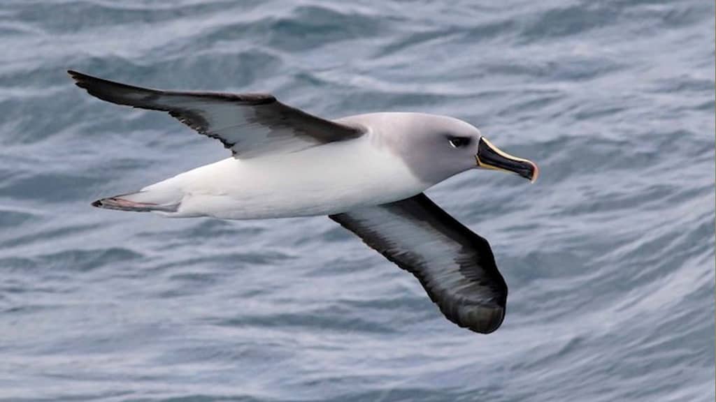 Grey-headed Albatross - Fastest Sky Animal in the World, fastest animal in the sky