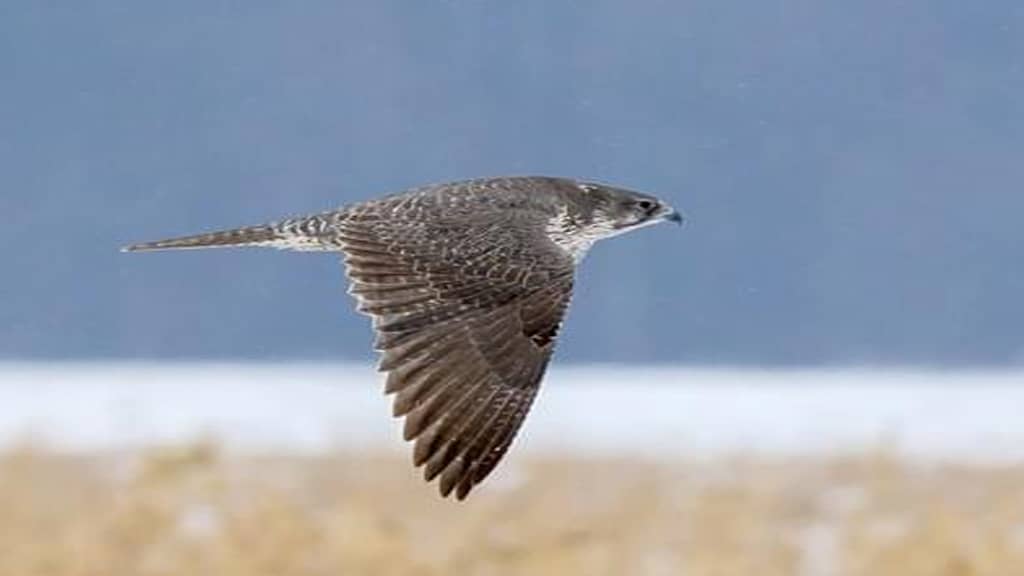 Gyrfalcon -Fastest Sky Animal in the World, fastest animal in the sky