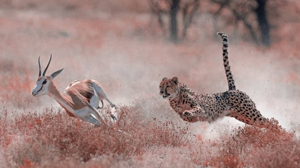 How fast is a Cheetah mph Top Speed