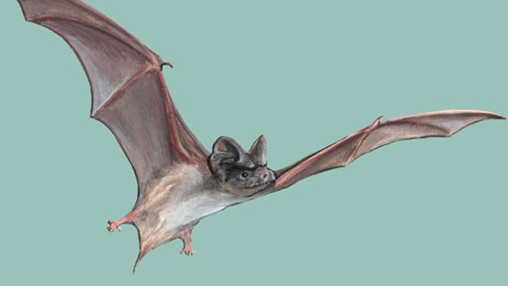 Mexican or Brazilian Free-Tailed Bat flying - Fastest Sky Animal in the World, fastest animal in the sky