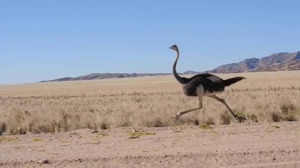 Ostrich fastest land animal in the world