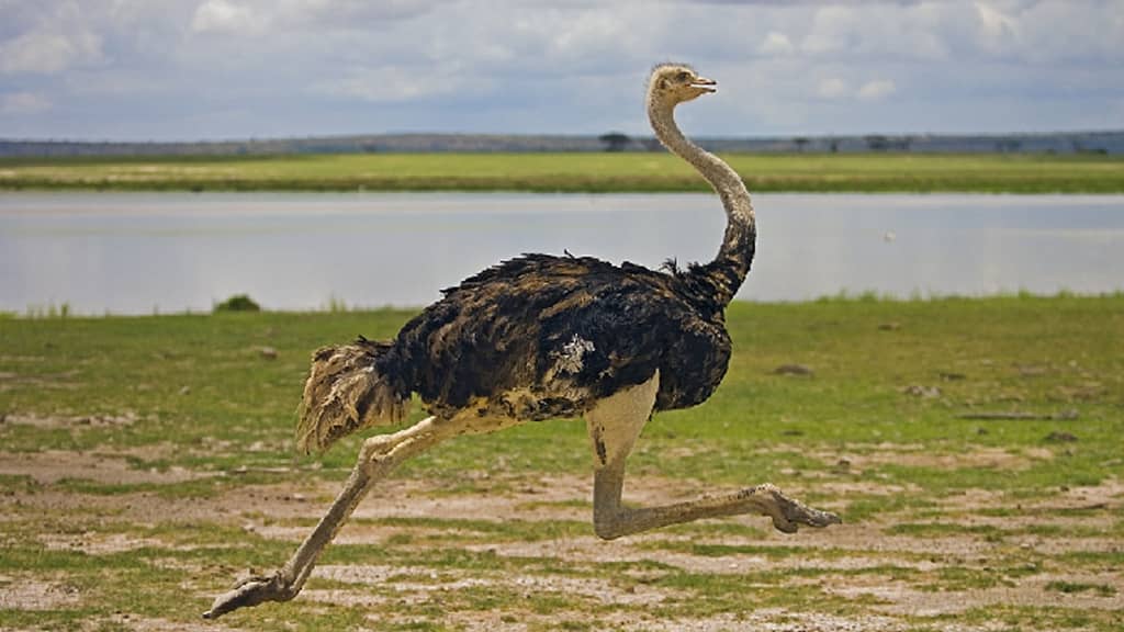 Ostrich What Is The Fastest Animal In The World