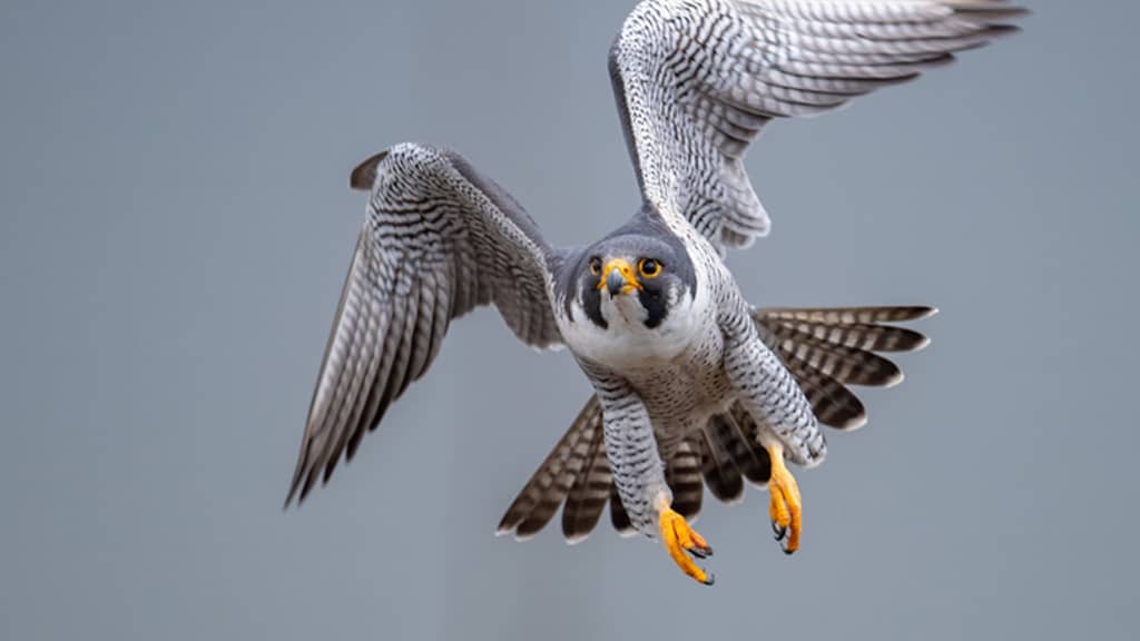Peregrine Falcon speed - fastest animal in the world