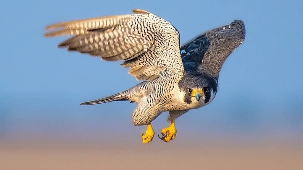 Peregrine Falcon -Fastest Sky Animal in the World, fastest animal in the sky