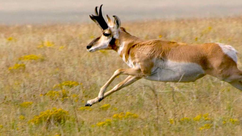 Pronghorn fastest land animal in the world