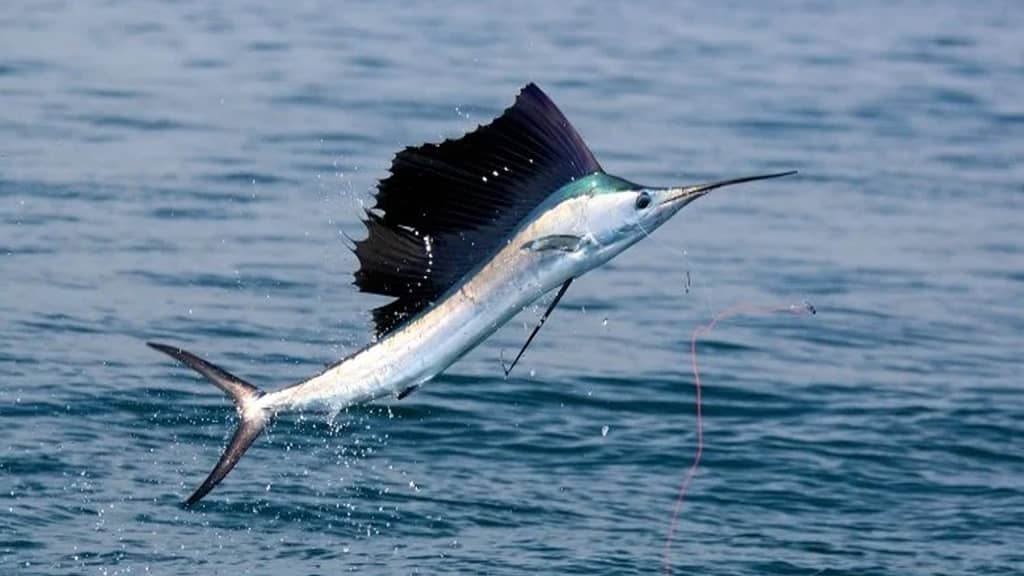 Sailfish What Is The Fastest Animal In The World