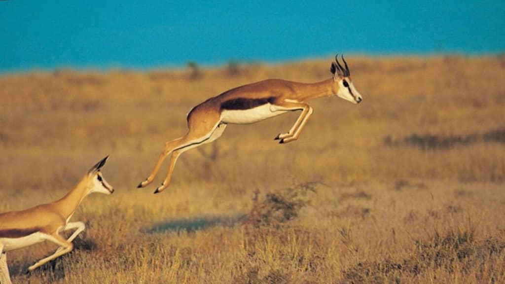 Springbok fastest land animal in the world