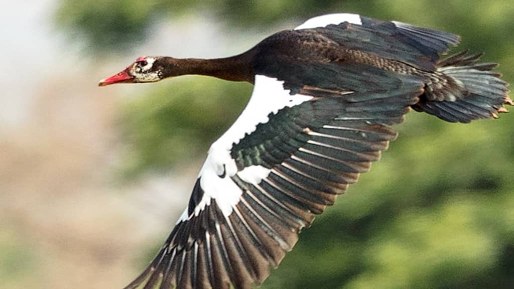Spur-Winged Goose -Fastest Sky Animal in the World, fastest animal in the sky
