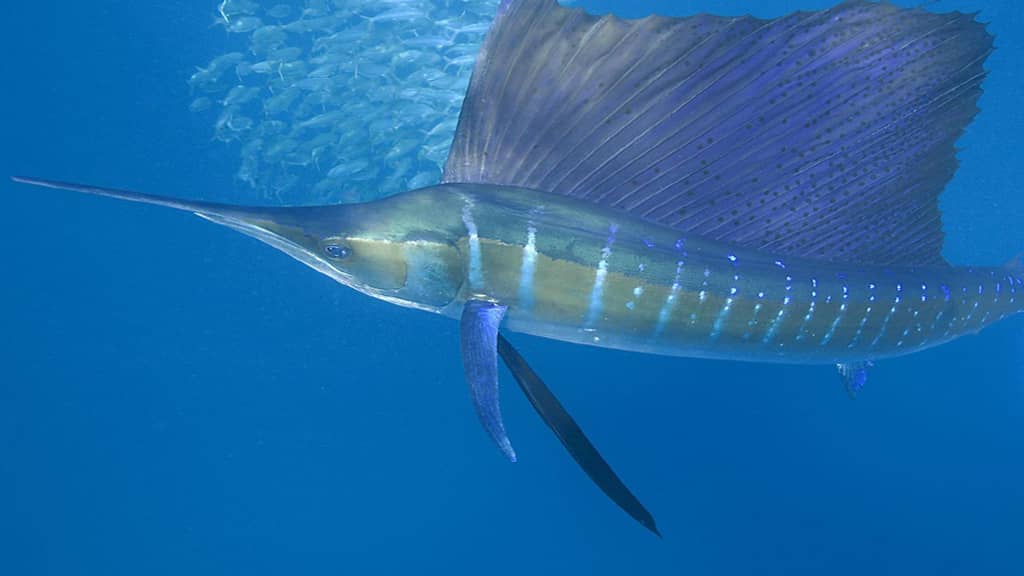 Swordfish speed What Is The Fastest Animal In The World