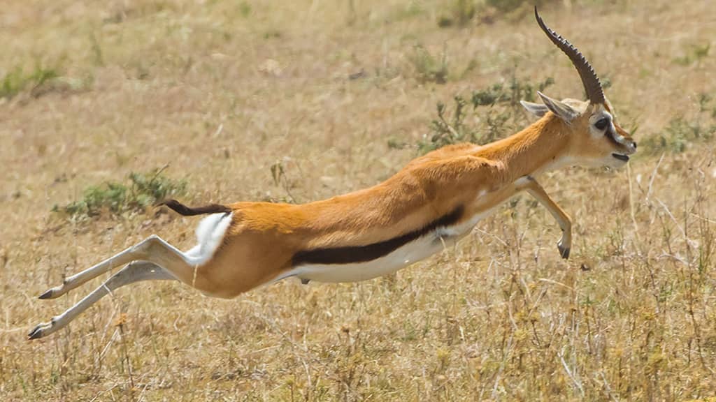 Thomson's gazelle running speed fastest land animal in the world