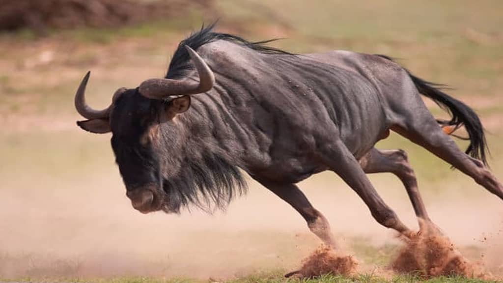 Wildebeest fastest land animal in the world