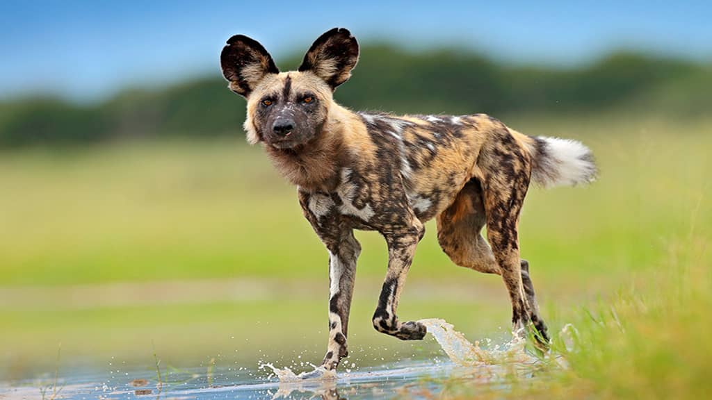 african wild dog running speed -Fastest Land Mammals in the World