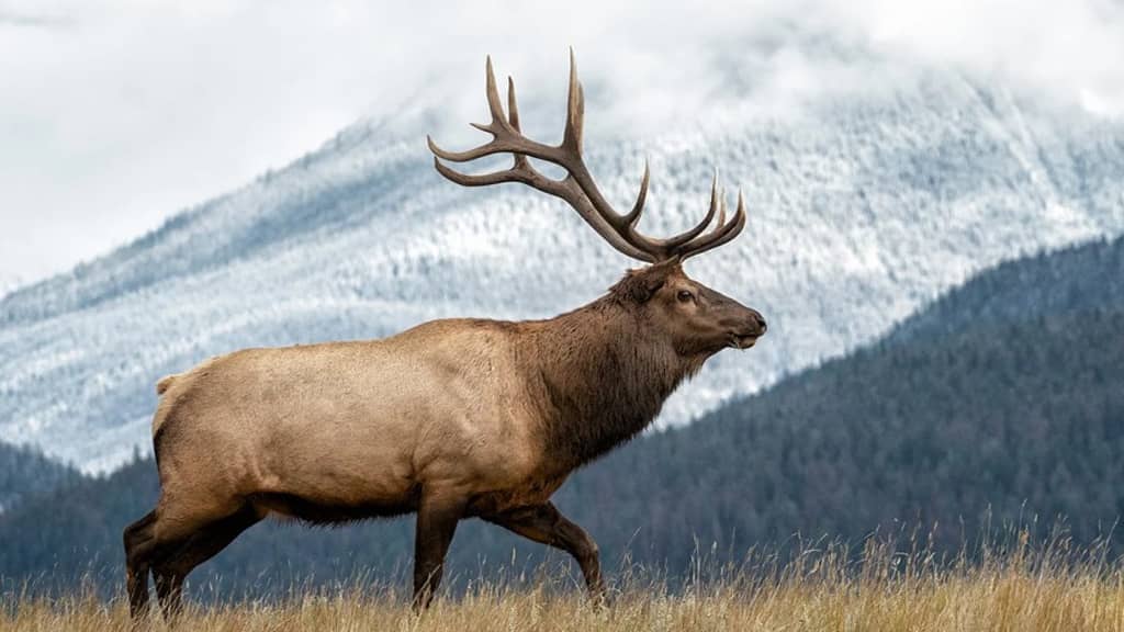 elk running speed-fastest land animal in the world
