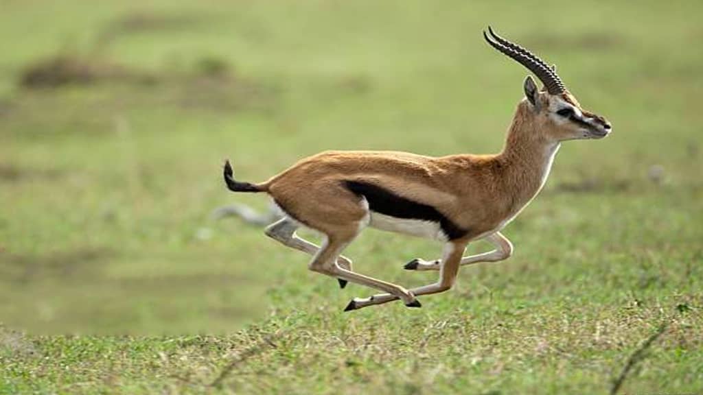 Fastest Land Mammals in the World - Dorcas Gazelle running speed per hour