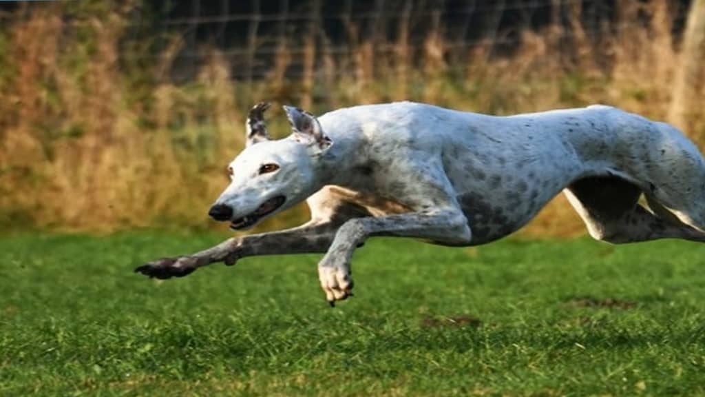 Fastest Land Mammals in the World - Greyhound running speed