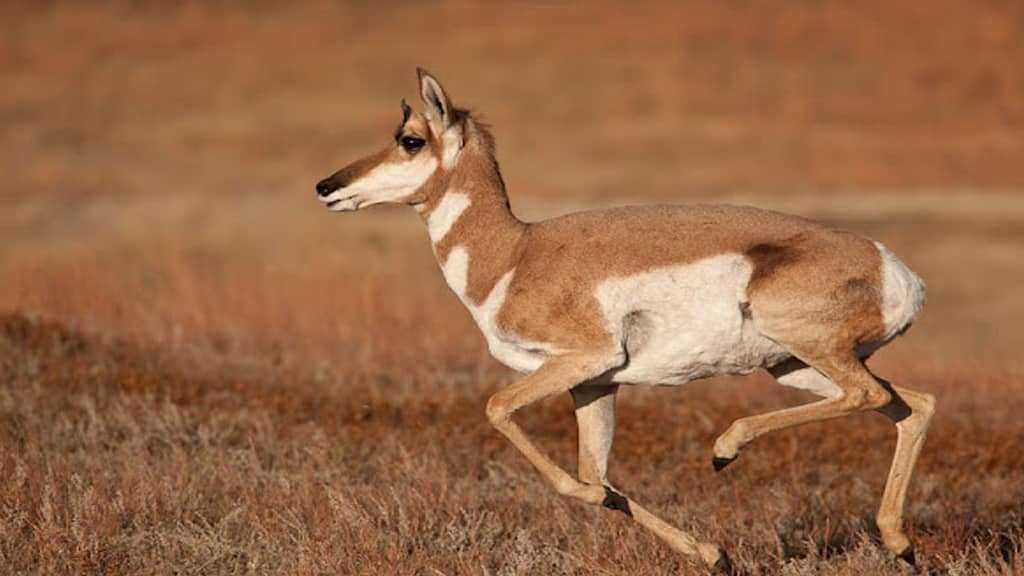 Fastest Land Mammal in the World - Pronghorn running speed per hour