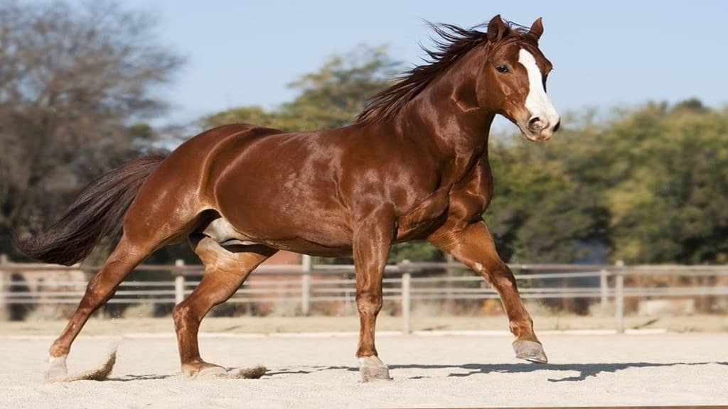 Fastest Land Mammals in the World - Quarter Horse running speed per hour
