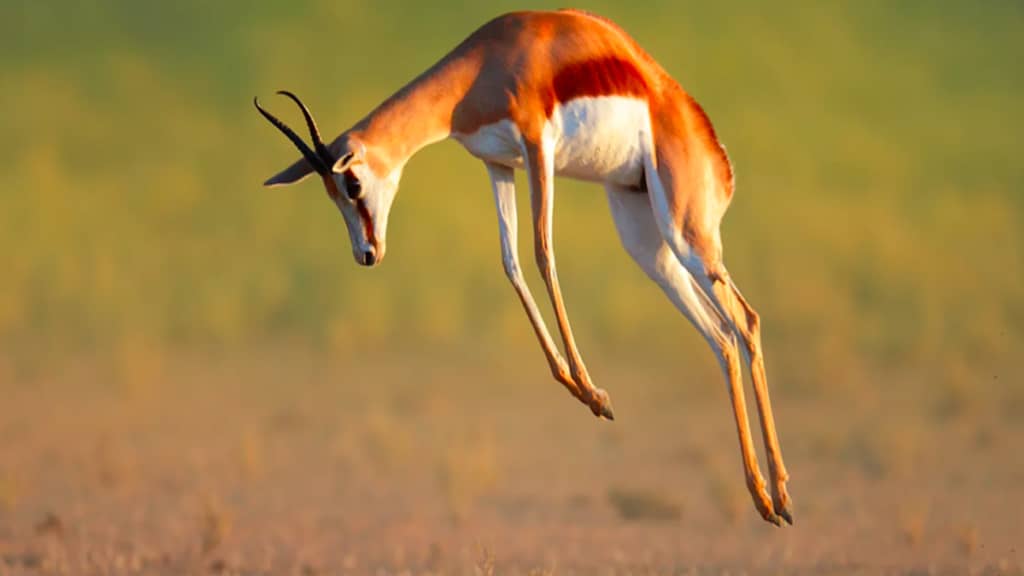 Fastest Land Mammals in the World - Springbok