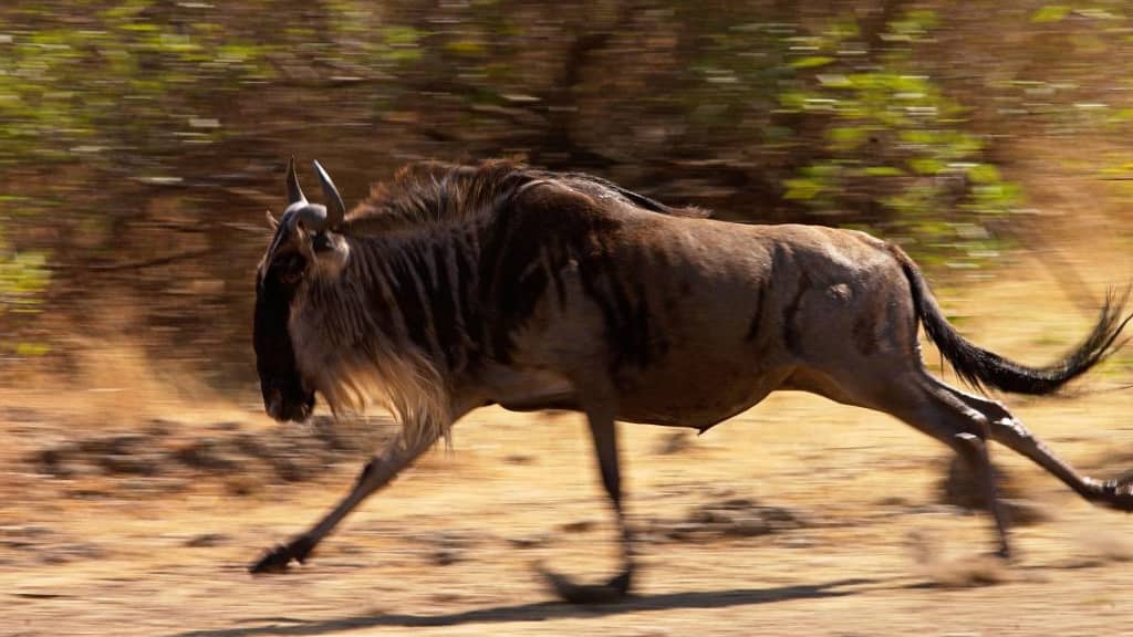 Fastest Land Mammals in the World - Wildebeest running speed per hour