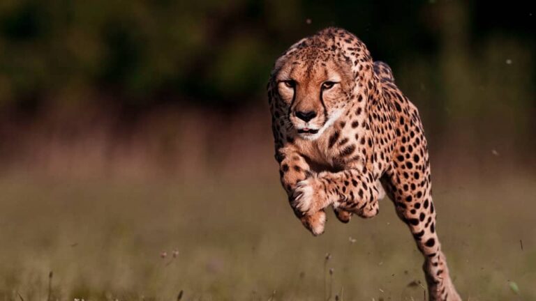 how fast can cheetahs run