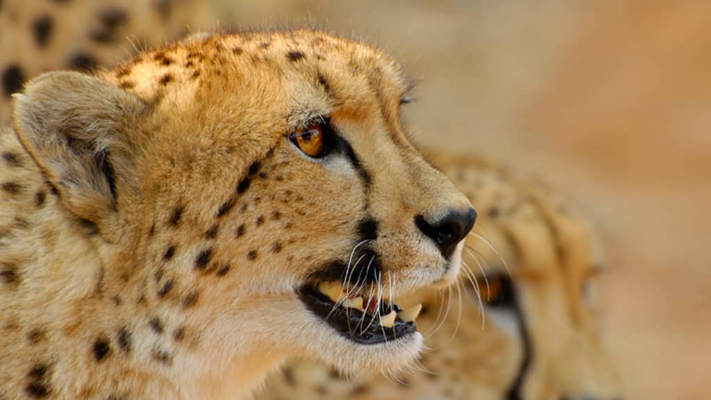 is the cheetah the fastest animal in the world 1