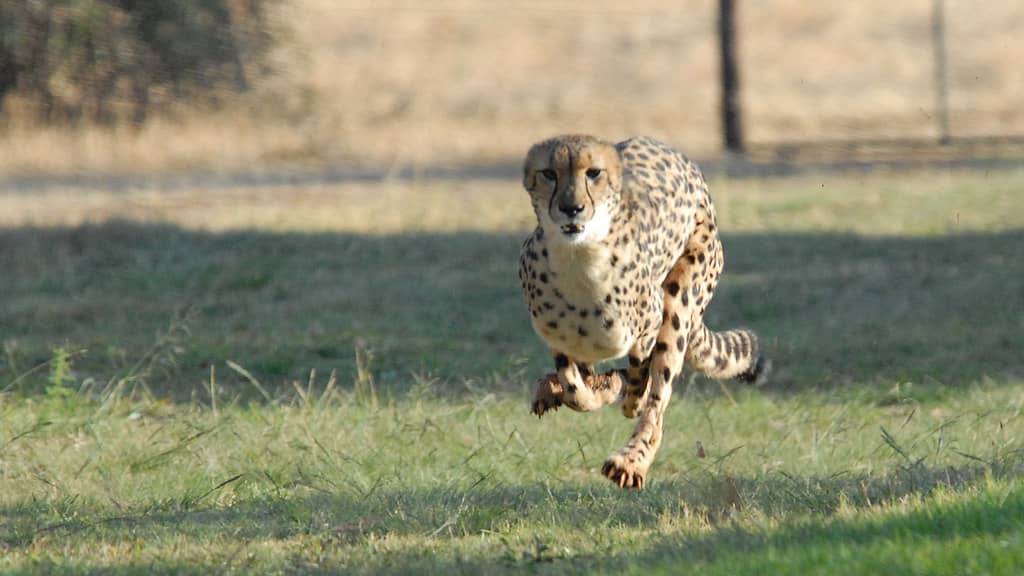 is the cheetah the fastest animal in the world 3