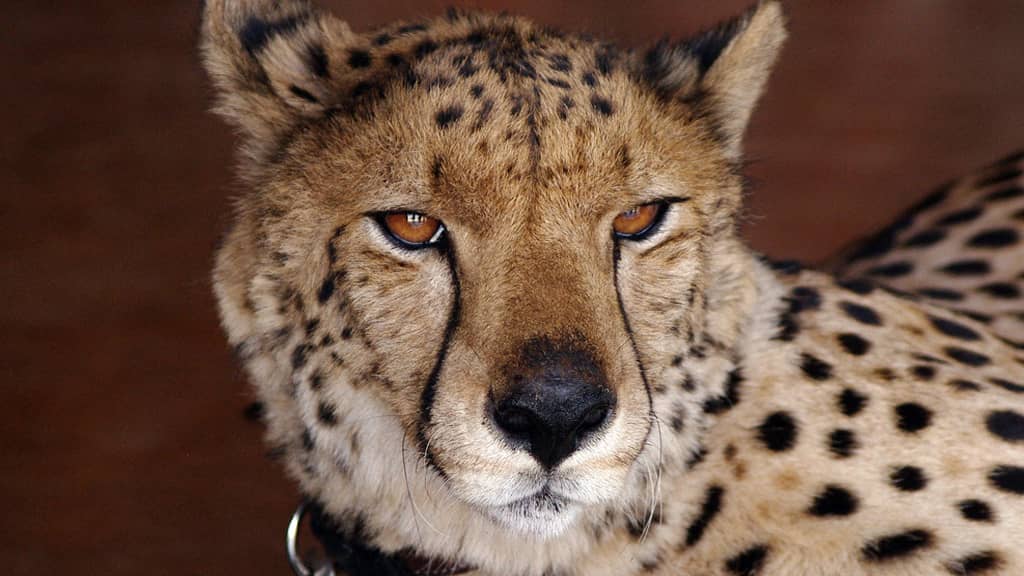 is the cheetah the fastest animal in the world