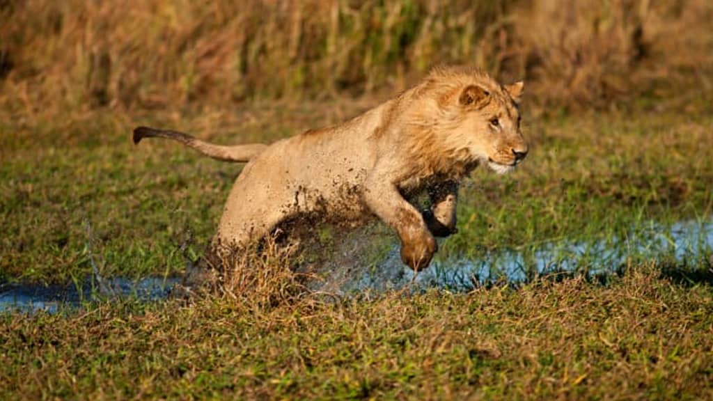 lion running speed per hour fastest land animal in the world-