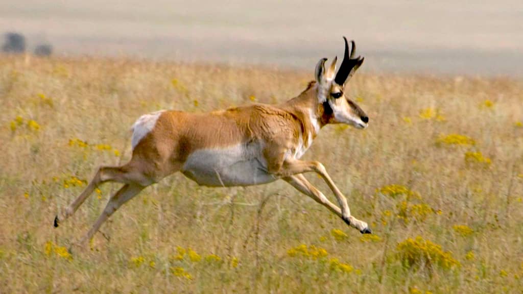 pronghorn antelope speed What Is The Fastest Animal In The World