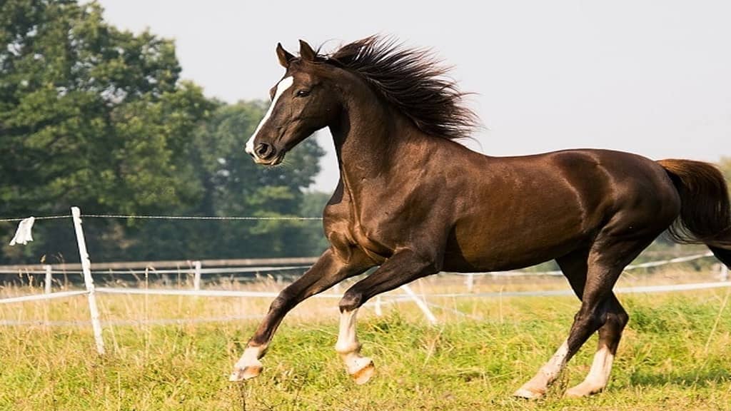quarter horse fastest land animal in the world