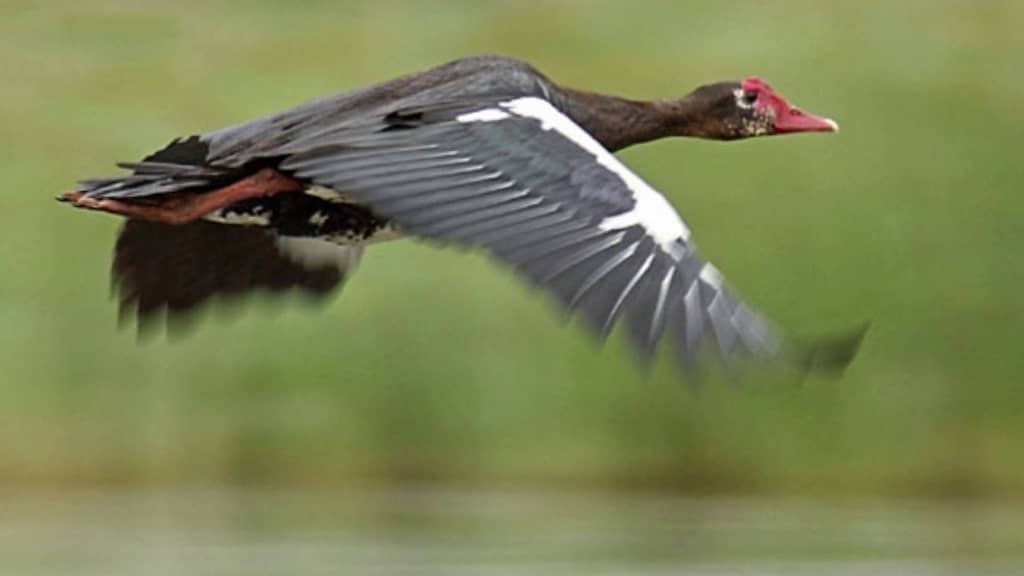 spur winged goose top speed What Is The Fastest Animal In The World
