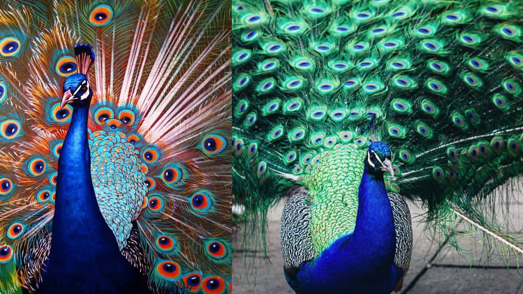 Typical Peacock Colors