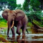 10 amazing facts about elephants that everything you need to know about elephants
