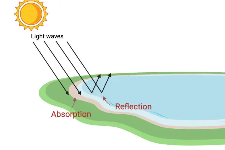 What is the step by-step process of photosynthesis?