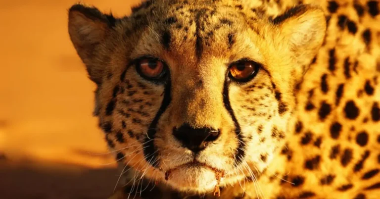 Different Types of Cheetah Habitats