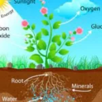 What is the step by-step process of photosynthesis?